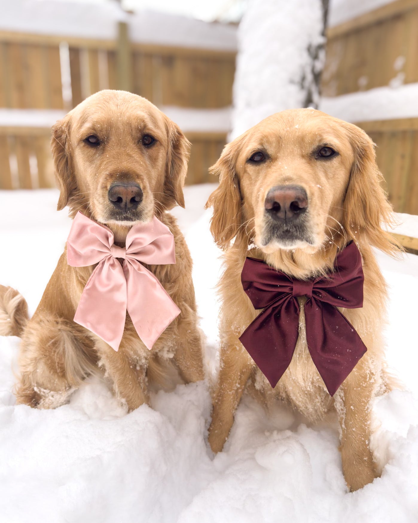 Satin Bow | Collar & Hair Accessory
